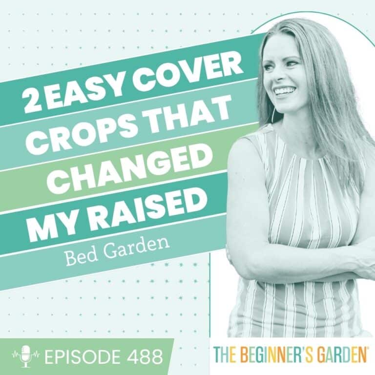 488 – Two Easy Cover Crops That Changed My Raised Bed Garden